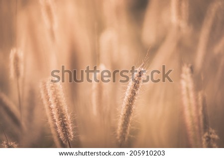 Dwarf Foxtail Grass or Pennisetum alopecuroides weed plants flowers vintage