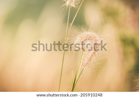 Dwarf Foxtail Grass or Pennisetum alopecuroides weed plants flowers vintage