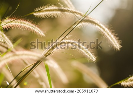 Dwarf Foxtail Grass or Pennisetum alopecuroides weed plants flowers