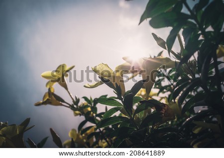 Golden Trumpet flower or Allamanda cathartica in the garden or nature park vintage
