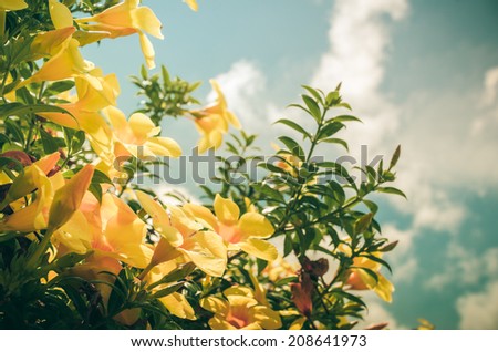 Golden Trumpet flower or Allamanda cathartica in the garden or nature park vintage
