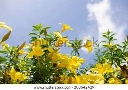 Golden Trumpet flower or Allamanda cathartica in the garden or nature park