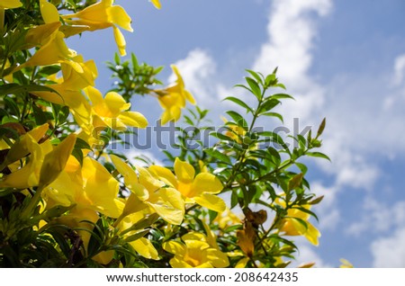 Golden Trumpet flower or Allamanda cathartica in the garden or nature park