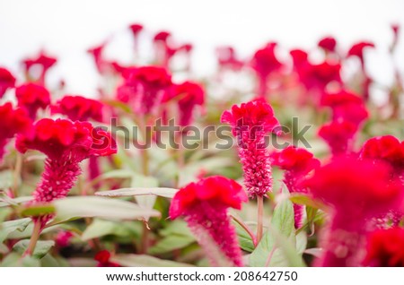 Red Celosia or Wool flowers or Cockscomb flower in the garden or nature park