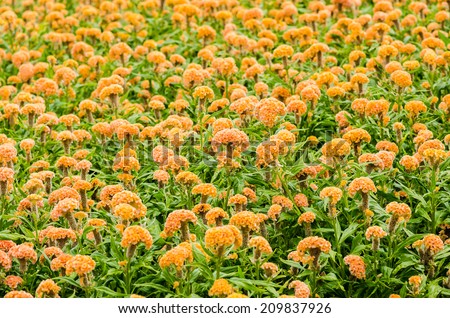 Celosia or Wool flowers or Cockscomb flower in the garden or nature park