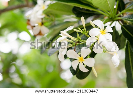 Frangipani or Pagoda tree or Temple tree flower in the garden or nature