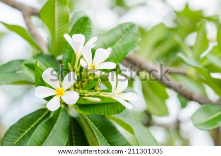 Frangipani or Pagoda tree or Temple tree flower in the garden or nature