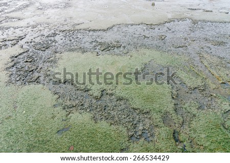 Mud and sea in Koh samet Thailand