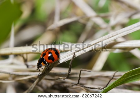 red beetle in nature