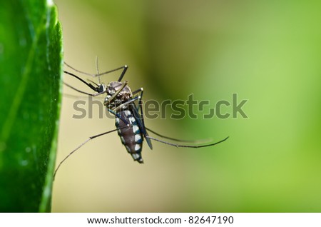 mosquito in forest or in the garden. It is danger