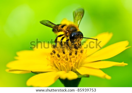 Bee In Garden