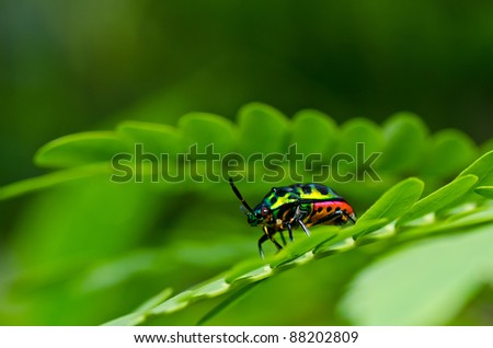 jewel beetle in green nature or in the forest