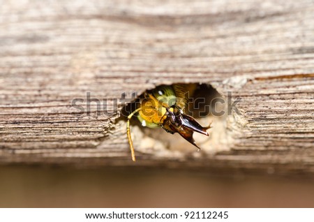 Carpenter bee in the nature or in the garden.It\'s danger