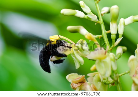 Carpenter bee in the nature or in the garden.It's danger