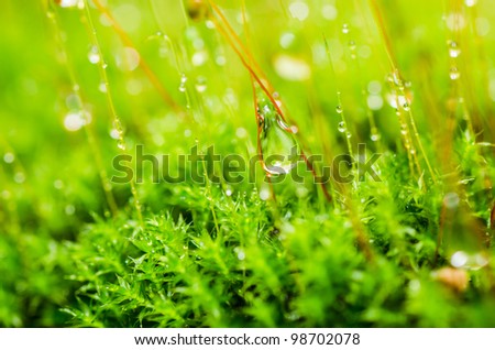 Fresh moss and water drops in green nature or in old stone or old wall