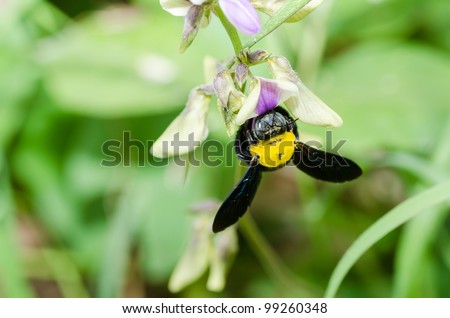 Carpenter bee macro in the nature or in the garden.It\'s danger