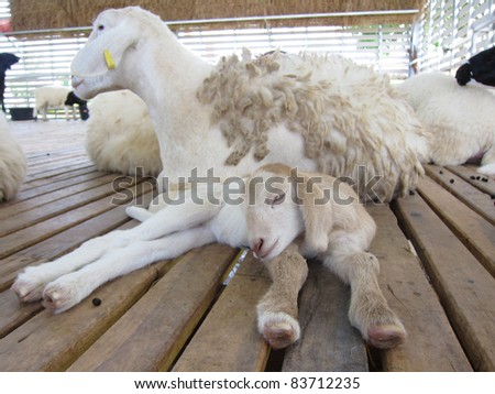 baby Sheep on sleep and mother sheep in farm thailand