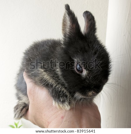 Chinese Dwarf Rabbit