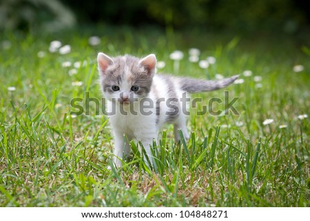 small cat outdoor in nature