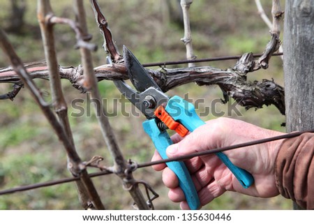 Pruning grape in a vineyard