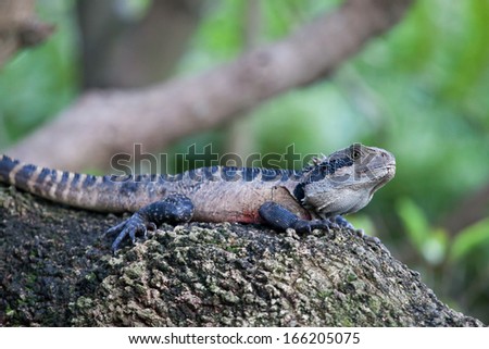 Australian Water Dragon (Physignathus lesueurii) in Barron Gorge - Queensland, Australia
