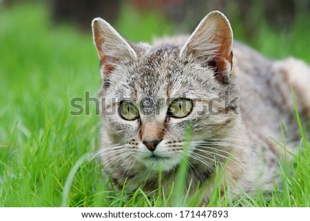 hunter - Beautiful striped cat lying on green grass.
