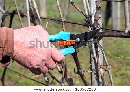 Pruning grape in a vineyard selective focus on the scissors