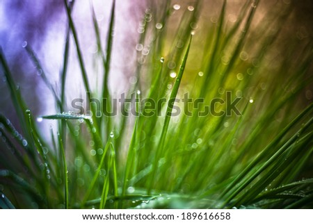 Rain drops on fresh green grass in the rays of the setting sun.Green background with grass.Vintage toned.