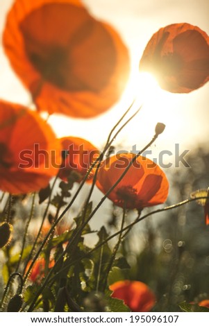 poppies field in rays sun with special bokeh - smooth background