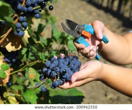 Hand Holding Fresh Red Bunch of Grapes In The Vineyard