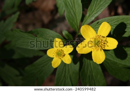flowers Eranthis hyemalis one of first spring west middle east Europe flower