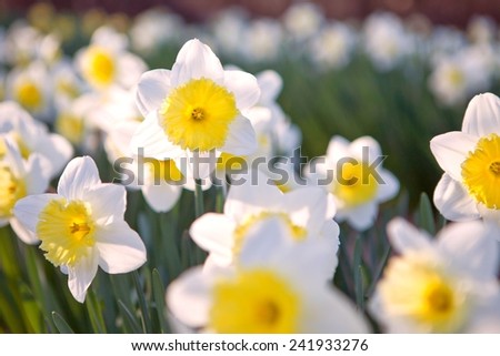 Yellow and white narcissuses in a garden