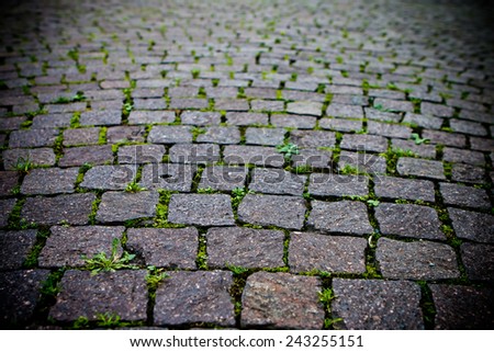 Old cobblestone road. Abstract background with green plants. Close up