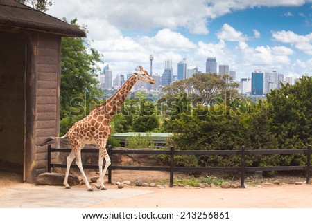 Australia Sydney city Taronga Zoo Giraffe place long neck spotted animals feeding green tree branch with cityscape of CBD landmarks in the background