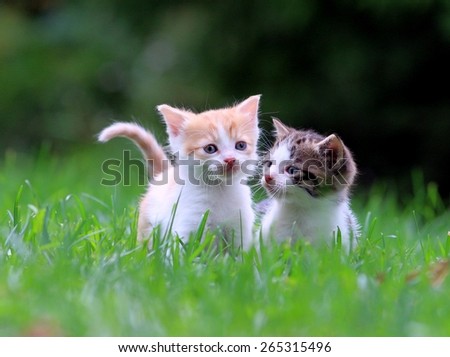 kittens in the garden