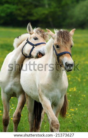funny horses. stock photo : funny horses