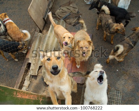 A lot of stray dogs in the shelter