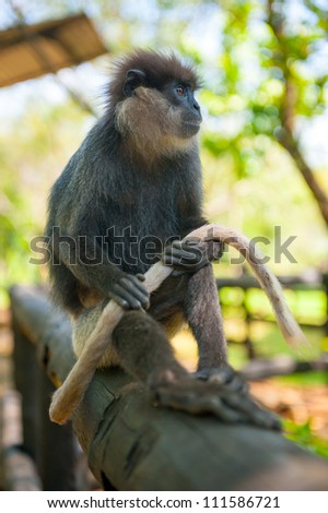Monkey sits and holds in paws her tail