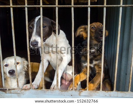 Stray dogs in the shelter