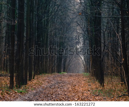 Path in the autumn dark forest