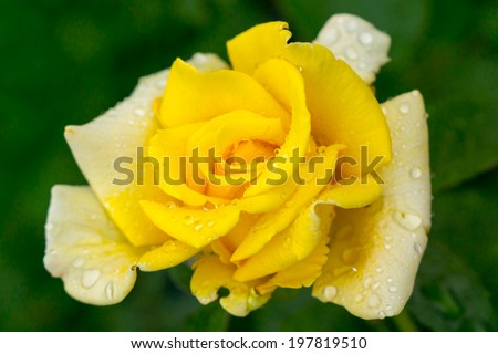 Yellow rose with dew drops in the garden