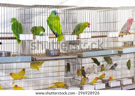 Parrots for sale at pet shop
