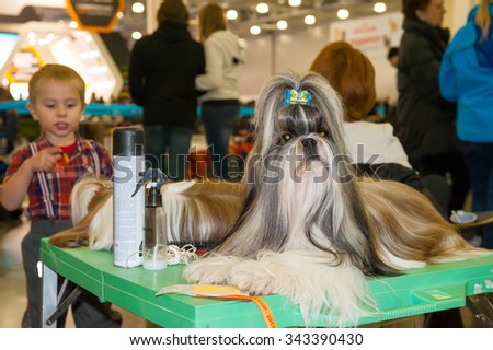 MOSCOW, RUSSIA - NOVEMBER 1, 2015: Exhibitors showing their pets during International Dog Show CACIB-FCI on November 1, 2015 in Moscow, Russia