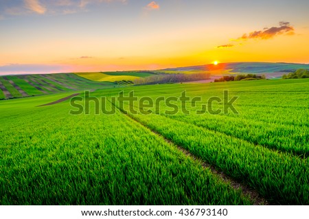Green field at beautiful sunset at South Moravia, Czech Republic