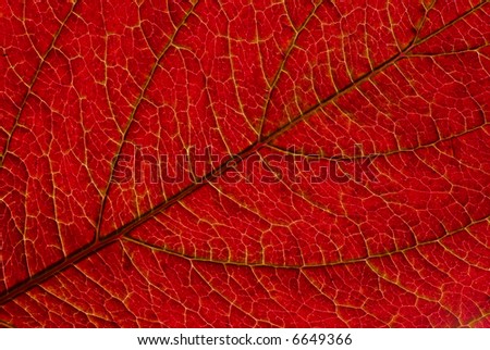 Red leaf veins. Macro organic texture high resolution image.