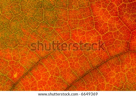 Red leaf veins. Macro organic texture high resolution image.