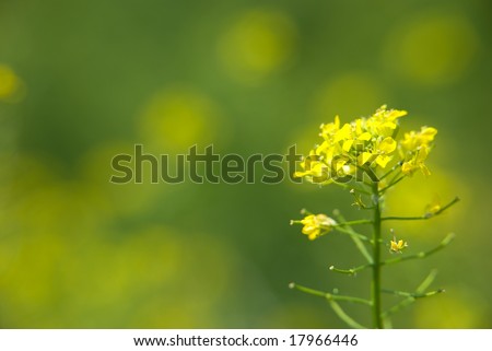 Green grass with yellow flowers nature background. Room space for text.