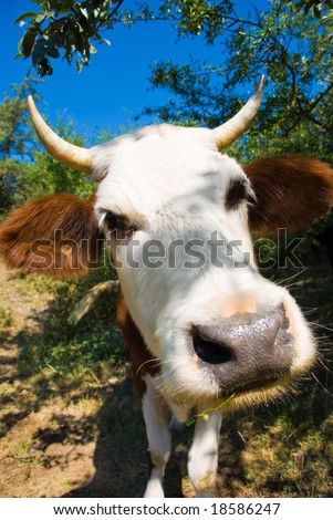 Funny cow looks to a camera