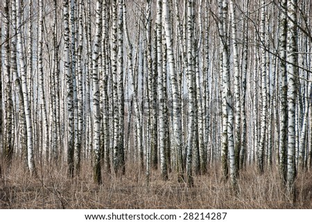 Birch trunks in a spring forest