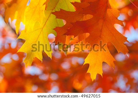 Red oak leaves close-up. Beautiful nature background
